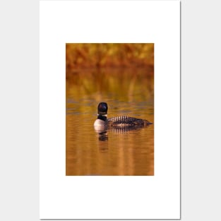 On Golden Pond - Common Loon Posters and Art